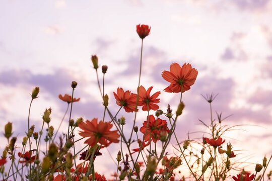 Field of Blooming Cosmos Flowers at Sunset Against Pink Sky