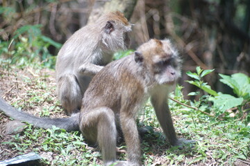 Two Macaques Interacting on the Forest Edge in Tropical Wildlife Scene © fadholi