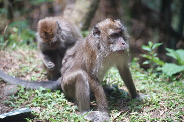 Wild Long Tailed Macaques Engaged in Playful Wrestling in Natural Habitat © fadholi