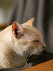 Cream White Cat Profile Portrait Looking Sideways, Serene Feline Close-Up Detail © Tavan
