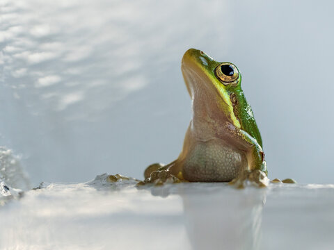 A close-up portrait of a green tree frog resting on a smooth white surface under soft natural light.
