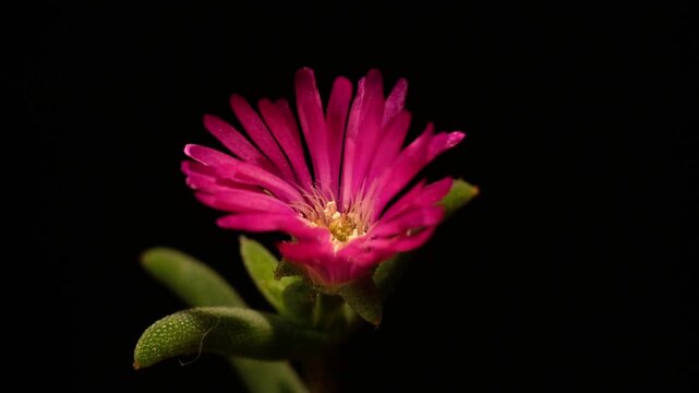 Cactus flower opening time-lapse, isolated on clean background.