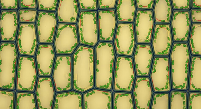 Biological cell structure background with detailed plant cell wall pattern