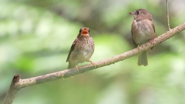 Three small brown songbirds, including two speckled fledglings and an adult, perched together on a tree branch interacting in a vibrant green forest.