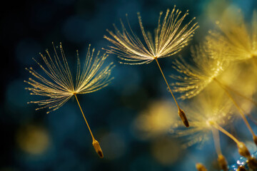 Fototapeta premium Floating dandelion seed, delicate seed, golden light, blue bokeh, macro closeup, soft focus drift through dark nature background