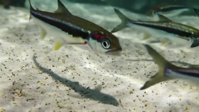 Small minnows swimming over sandy river bottom.
