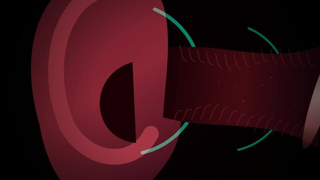 Animated diagram of the human ear anatomy illustrating the journey of sound waves through the ear canal to the eardrum and cochlea