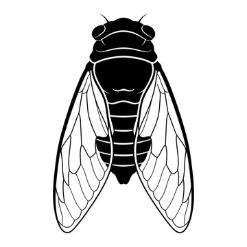 Detailed black silhouette of a cicada insect with veined wings, isolated on white. Perfect for summer nature, entomology, and wildlife vector graphics.