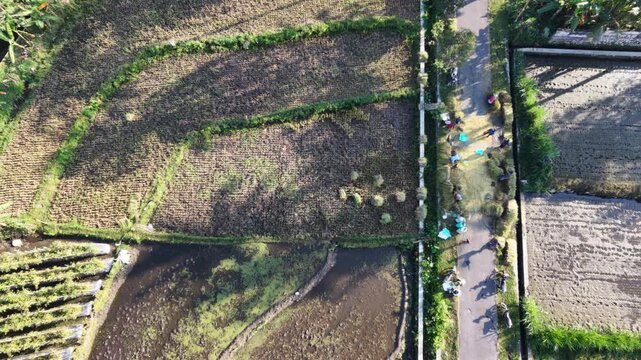 Farmers Drying Harvested Rice Grain on Roadside, Aerial View Over Rice Field Background with Copy Space