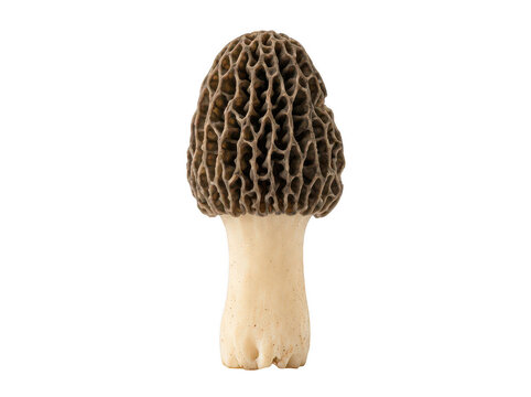 Fresh morel mushroom isolated on white. Edible wild fungus for gourmet cooking recipes.