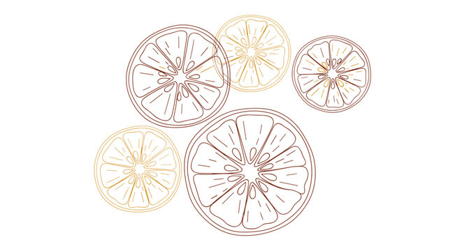 Stylized line art drawings of various citrus slices including oranges and lemons are arranged in a decorative artistic cluster.