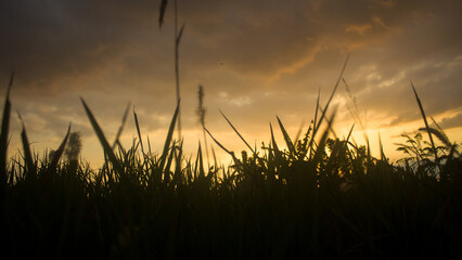 Fototapeta premium Silhouetted tall grass field against a dramatic golden sunset sky.