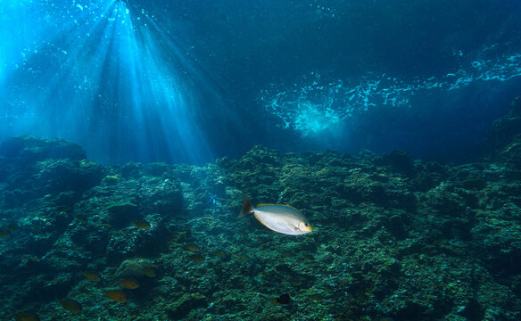 Underwater photo of a coral reef fish in beautiful sunlight. From a scuba dive in the Andaman Sea in Thailand.