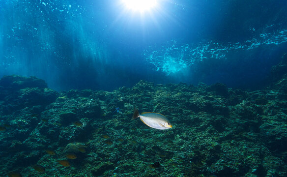 Underwater photo of a coral reef fish in beautiful sunlight. From a scuba dive in the Andaman Sea in Thailand.