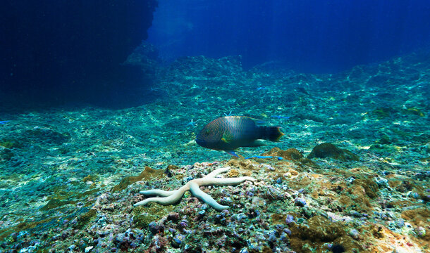 Underwater photo of a Parrotfish in beautiful light at a coral reef. From a scuba dive in the Andaman Sea in Thailand.