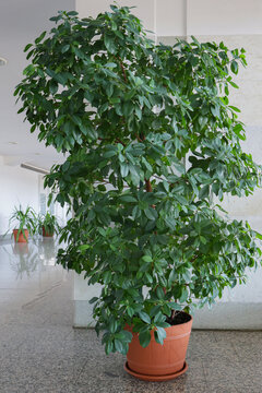 Ficus benjamina tree indoor houseplant with small green leaves in spacious bright interior hall.