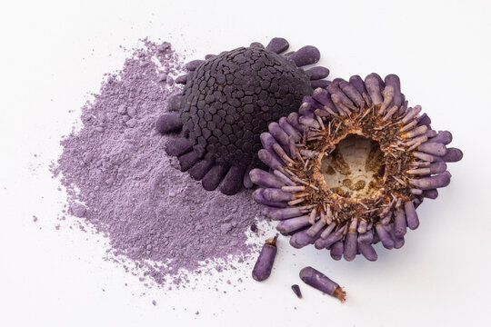 Top-Down Still Life of Purple Helmet Urchin Shells and Lavender Mineral Powder
