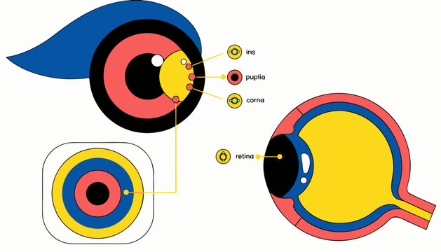 Anatomical human eye diagram vector, stylized medical illustration of eyeball structure, labeled iris pupil cornea and retina infographics