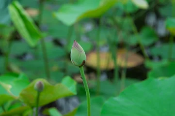 Fotobehang Badkamer Single Lotus Flower Bud Growing Among Green Leaves in Summer Pond with Copy Space  © Kazutaka
