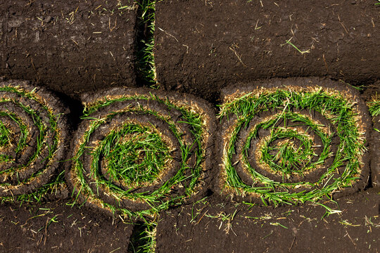 Close up top view of three rolled sod turf rolls with visible soil