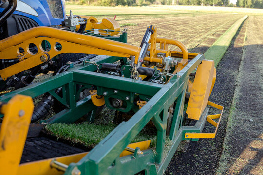 Specialized sod harvesting machine cutting turf rolls in agricultural field