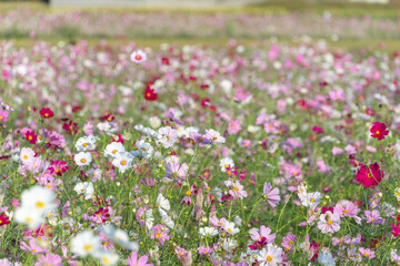 Fototapeta premium Field of Colorful Cosmos Flowers Blooming in Autumn Garden with Copy Space