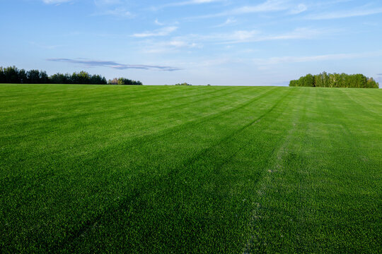 Mowed green turf field with visible mowing lines under blue sky and tree line