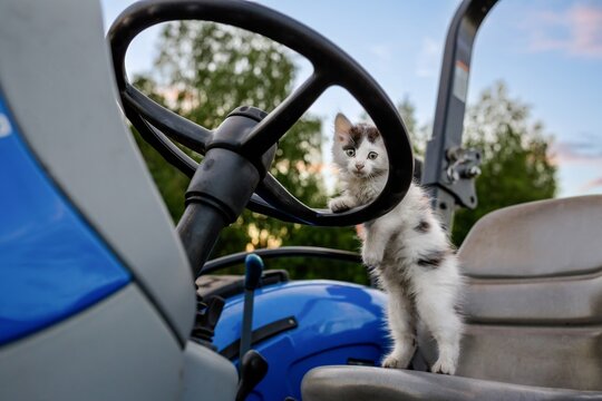 Kitten sitting near steering wheel inside tractor cabin