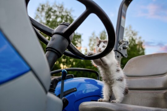 Funny kitten looking scared while sitting behind steering wheel of tractor