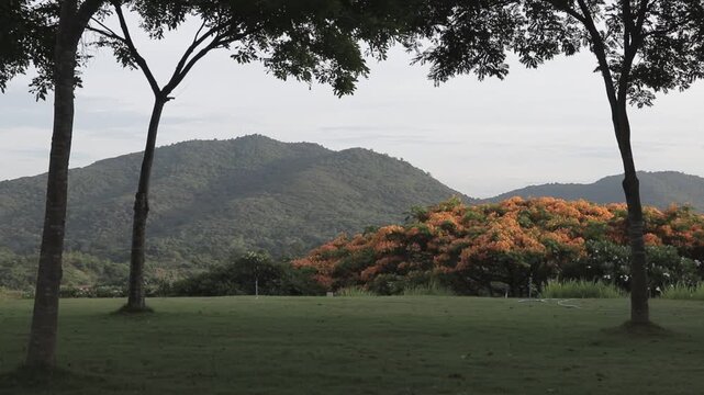 Scenic green lawn campsite framed by trees with flame tree orange flowers and mountain background. Peaceful outdoor camping site landscape.