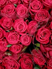 Fototapeta premium Beautiful bouquet of red roses background - Red roses wrapped in plastic