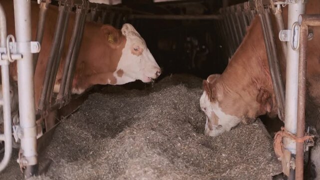 cows ear tags eating hay in barn stall, Herd cattle feeding, animal nutrition, modern dairy indoor farm life, husbandry practices, technology traceability, feeding time, organized management livestock