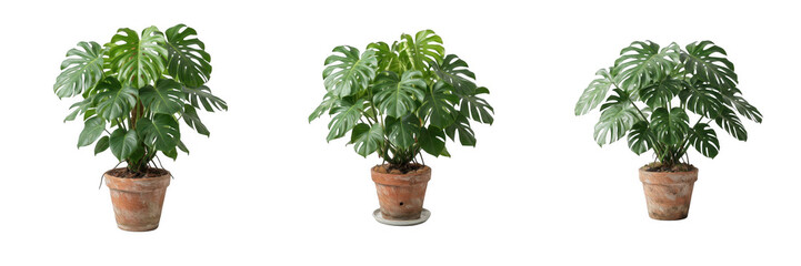 Monstera houseplant PNG collection, potted tropical plant clip art, green split leaf philodendron in clay pot cutout elements, indoor botanical decoration design asset, isolated plant bunch © Army