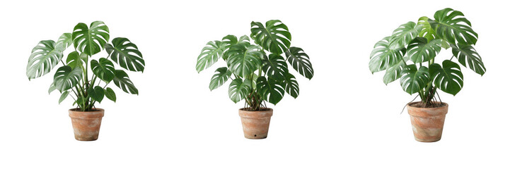 Potted monstera plant in terracotta pot PNG collection, tropical Swiss cheese houseplant clip art, green split-leaf philodendron cutout elements, isolated botanical indoor decor design asset set © Army