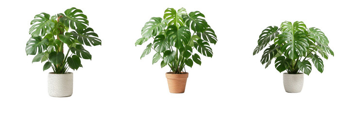 Monstera houseplant in ceramic and terracotta pots PNG collection, potted tropical split-leaf philodendron clip art, indoor botanical home decor cutout elements, isolated green plant design asset set © Army