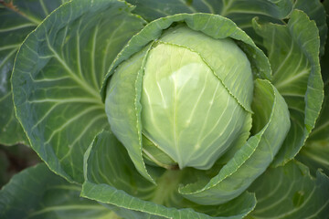 Fototapeta premium Close-up view of a fresh green cabbage head with dew drops on its leaves
