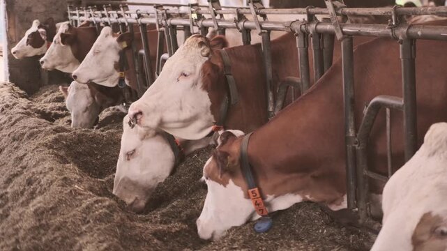 cows ear tags eating hay in barn stall, Herd cattle feeding, animal nutrition, modern dairy indoor farm life, husbandry practices, technology traceability, feeding time, organized management livestock