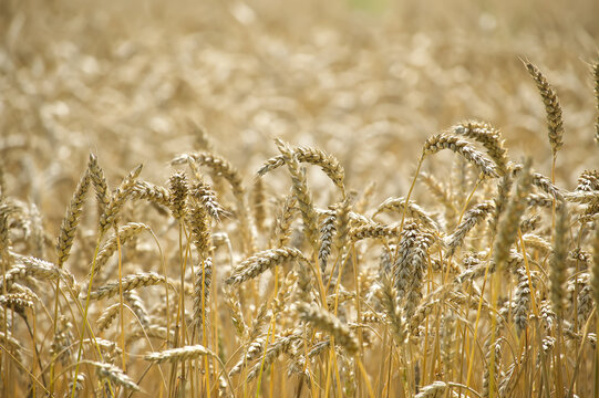 Golden Wheat Field Close-Up With Ripe Ears Ready For Harvest In Sunny Summer Farm Landscape