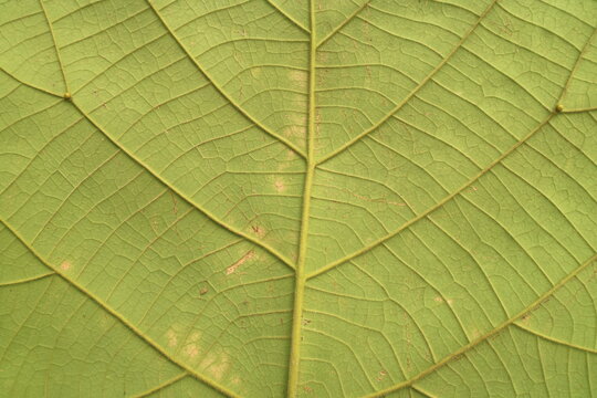 Macro green leaf texture with detailed vein patterns and natural organic structure for botanical background concepts and nature designs
