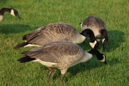 Geese Grazing, William Hawrelak Park, Edmonton, Alberta
