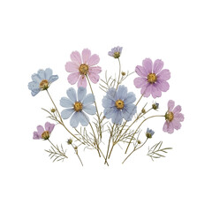 Fototapeta premium Lavender and blue cosmos flowers bouquet isolated on transparent background
