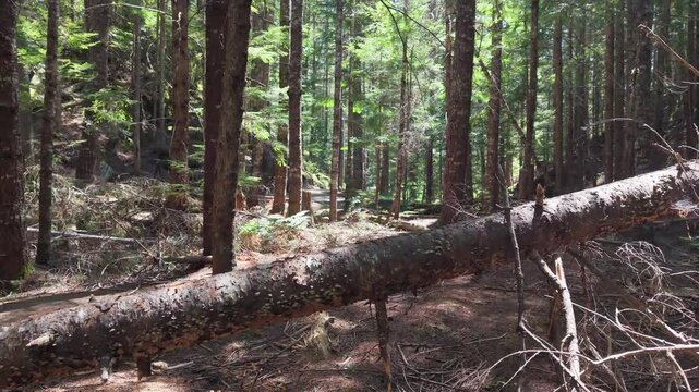 Drone Flight Through Ancient Forest at Train Wreck Trail, Whistler, British Columbia