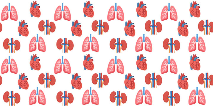 seamless pattern with human lungs heart and kidneys on white background vector illustration