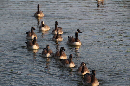 Family Of Geese, William Hawrelak Park, Edmonton, Alberta