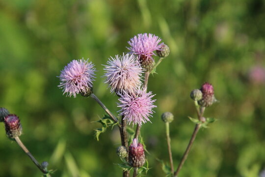 Thistle In Bloom, William Hawrelak Park, Edmonton, Alberta
