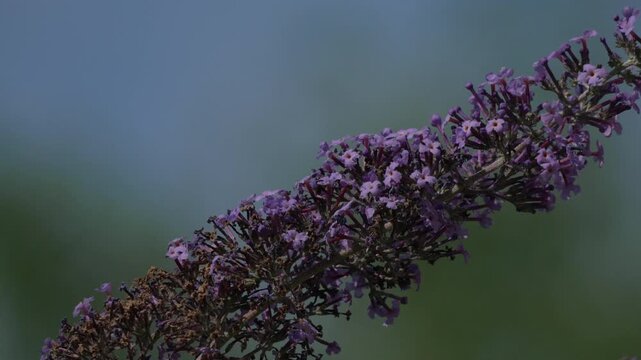 Swallowtail butterfly rests on a purple buddleia flower, gently flapping wings in sunlight. Handheld close-up macro shot.