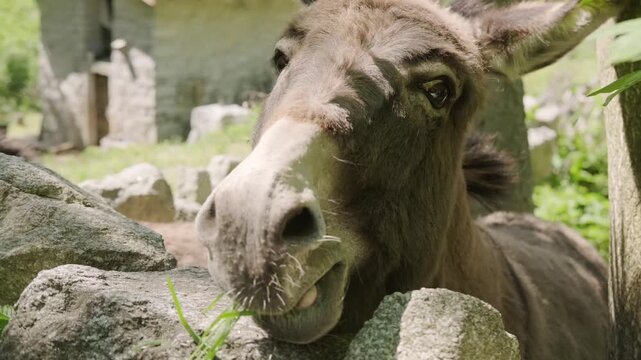 Domestic donkey peacefully eating fresh green grass in pastoral setting, feeding time, gentle animal care, authentic daily life on small farm, valued companions and cared-for animals