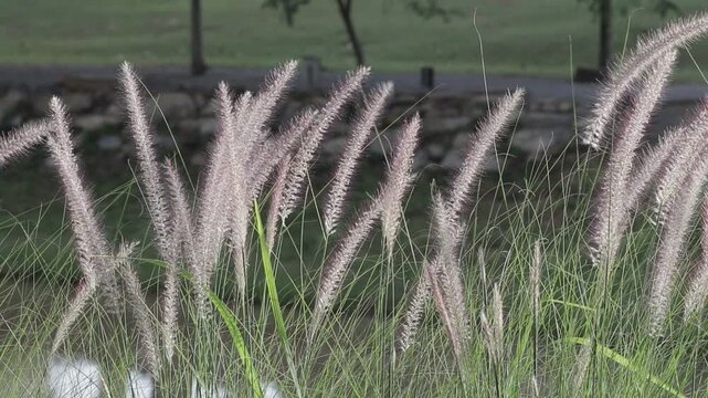 Close up of fluffy fountain grass flowers swaying gently in the wind. Peaceful botanical nature background at a campsite.