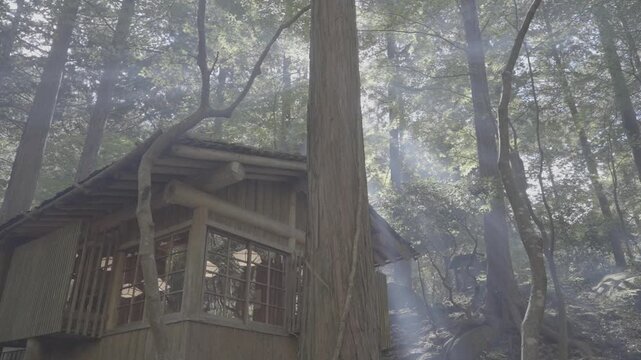 日本の原風景 木々の隙間から綺麗に差し込む神秘的な太陽の光 Log撮影 / Japan's Unspoiled Landscape Mysterious Sunbeams Shining Through Dense Trees in Forest Log footage