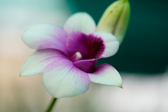 Its scientific name is Dendrobium bigibbum and common names are Cooktown Orchid, Lilac Orchid, Mauve Butterfly Orchid.